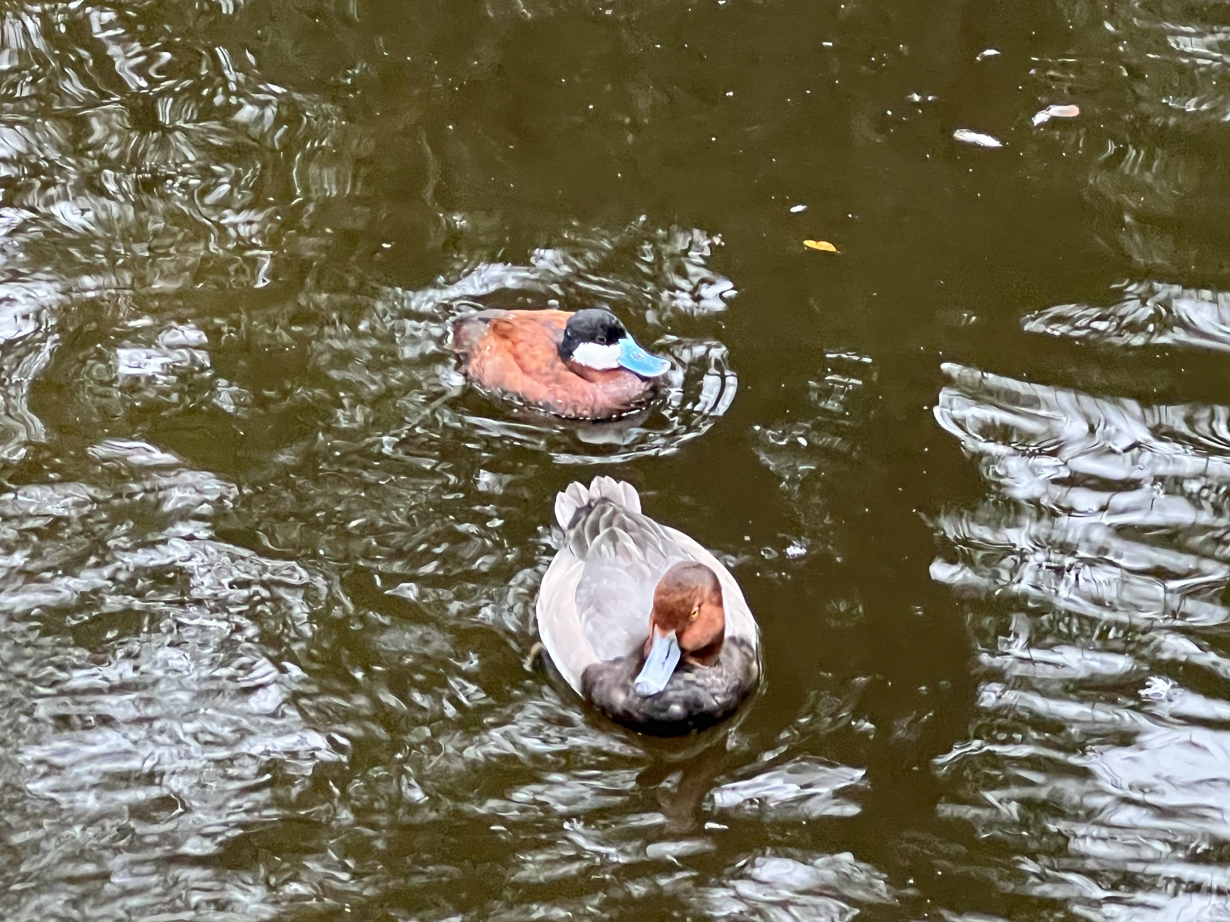 ./2024/10 - Myrtle Beach/IMG_2866.jpg
